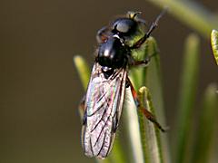 March Fly (male)